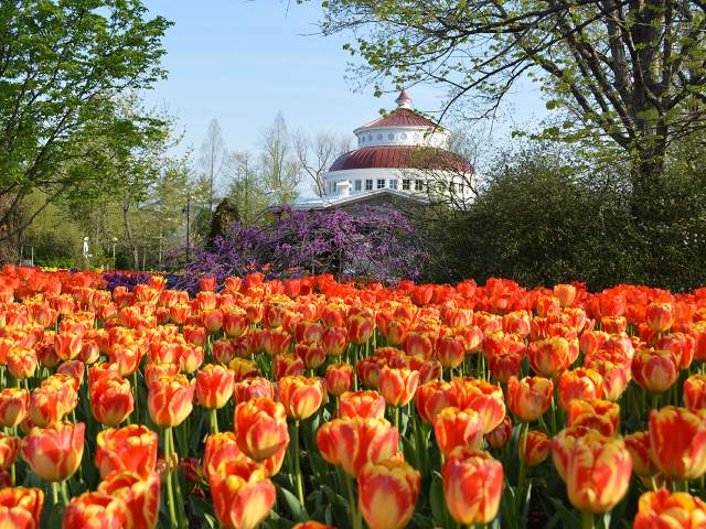 Cincinnati Zoo Zoo Blooms Tulips