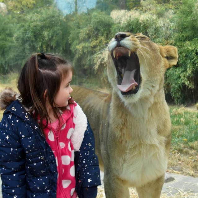 A female lion yawns widely as a little girl stands in front of the exhibit's glass
