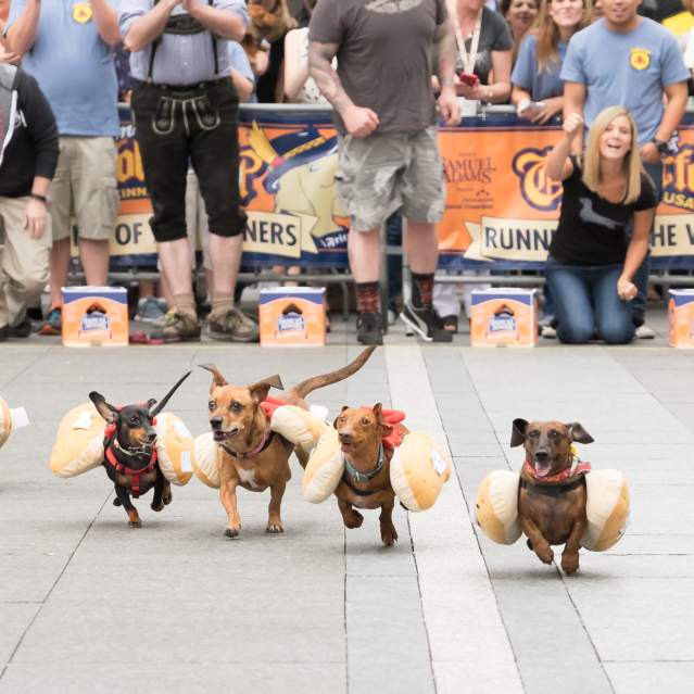 Several dachshunds in hot dog costumes race down a street with a cheering crowd in the background at Oktoberfest Zinzinnati.