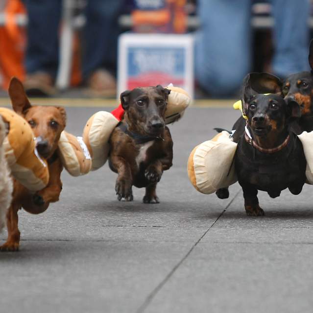 Four dachsunds dressed up as hot dogs racing in the Running of the Wienerdogs at Oktoberfest Zinzinnati