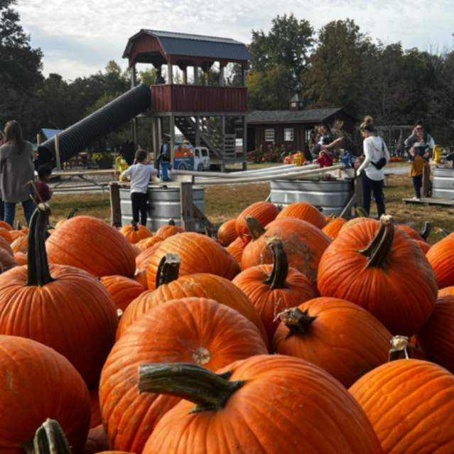Image is of pumpkins in the foreground and kids and parents playing in the background.