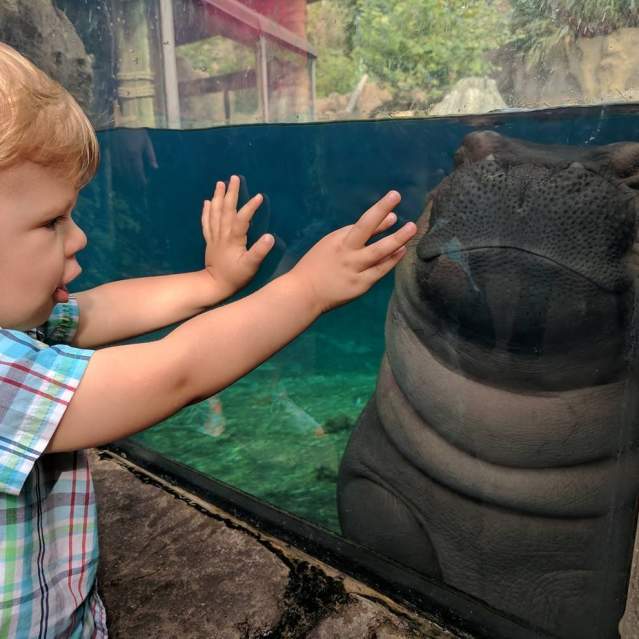 Child meeting Fiona the Hippo at Cincinnati Zoo