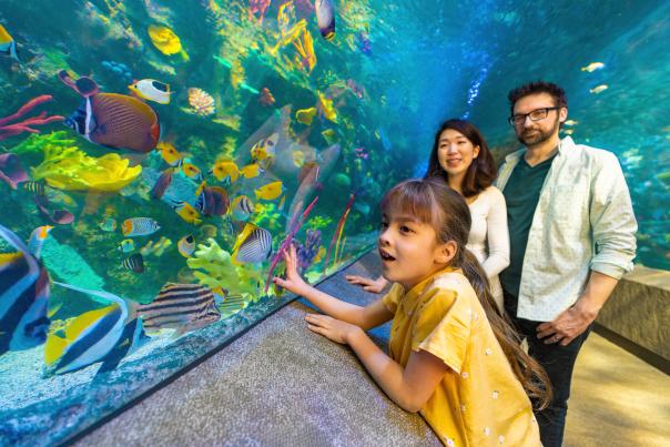 Young couple and child watch tropical fish at the Newport Aquarium