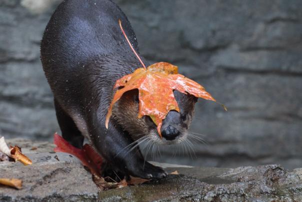 An otter at the Cincinnati Zoo plays in the water with a fall-colored leaf on its head