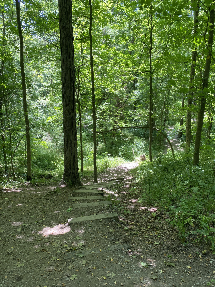 Image is of a trail in the woods at Middle Creek Park.