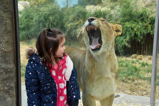 A female lion yawns widely as a little girl stands in front of the exhibit's glass