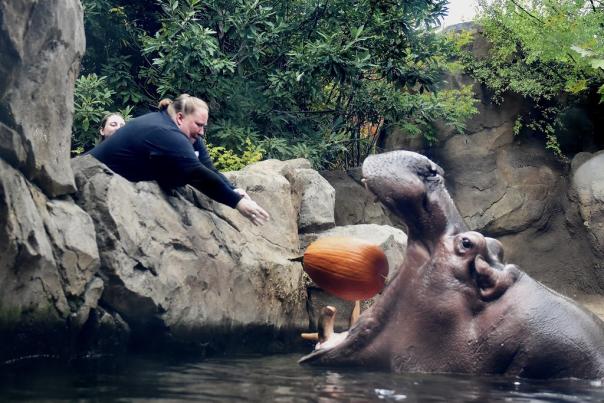 A zookeeper tosses an entire pumpkin into Fiona the hippo's open mouth