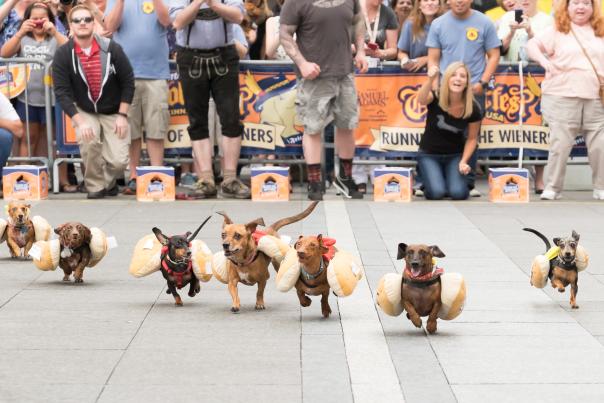 Several dachshunds in hot dog costumes race down a street with a cheering crowd in the background at Oktoberfest Zinzinnati.