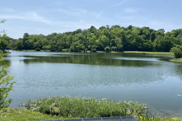 Image is of the lake on a bright and sunny day with the trees in bloom