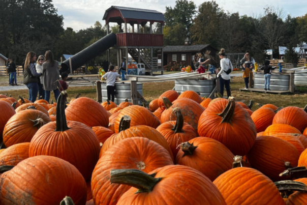 Image is of pumpkins in the foreground and kids and parents playing in the background.