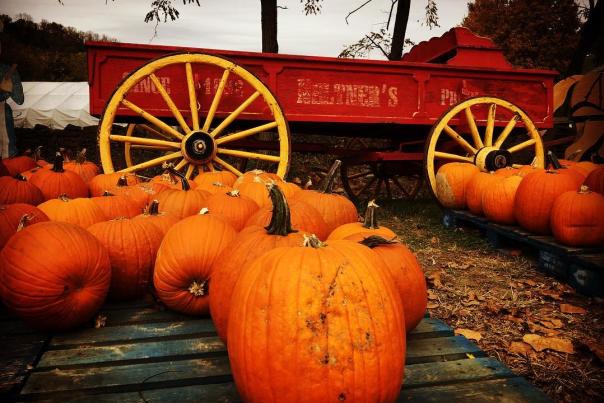neltner's pumpkins