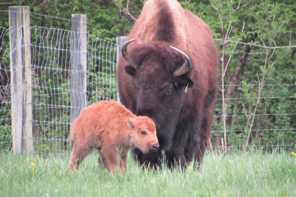 mother bison with her calf at big bone lick state historic park in union, Kentucky