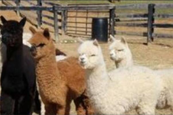 Eagle Bend Alpaca