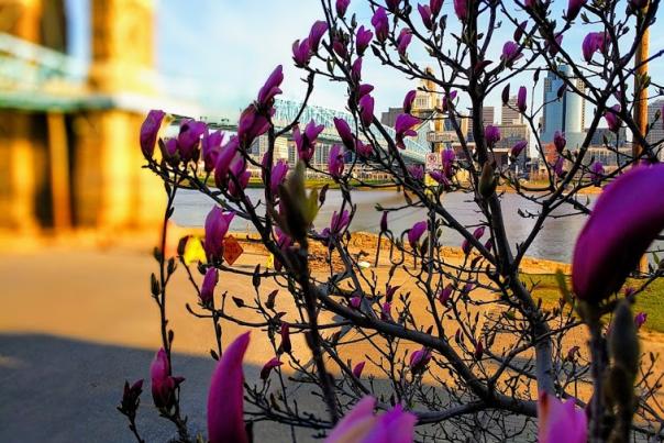 Purple flowers in foreground with Roebling Suspension Bridge and the Ohio River in the background