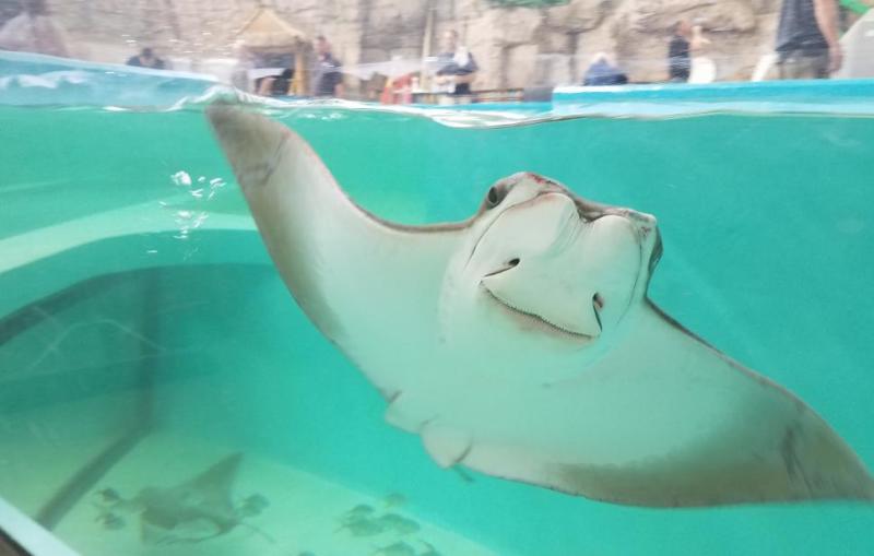 Stingray Hideaway at Newport Aquarium (photo: CincinnatiUSA.com)