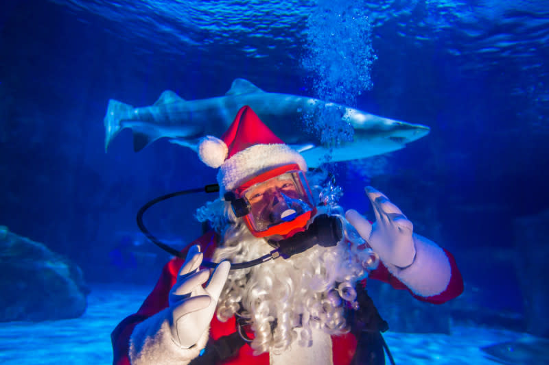 Image is of a scuba diver dressed in a Santa costume with a shark swimming behind him.