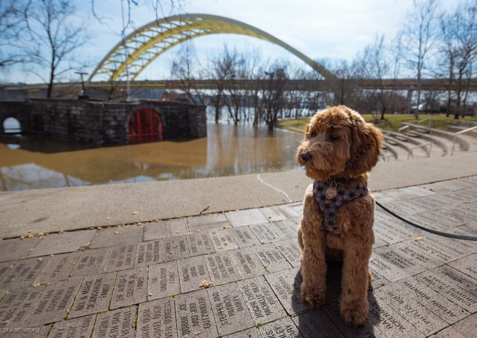 Myrtle in Cincinnati (photo: Phil Armstrong)