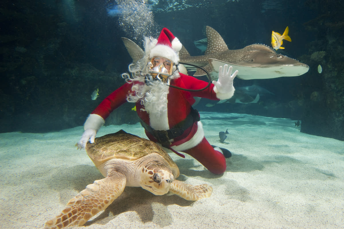 Scuba Santa at Newport Aquarium