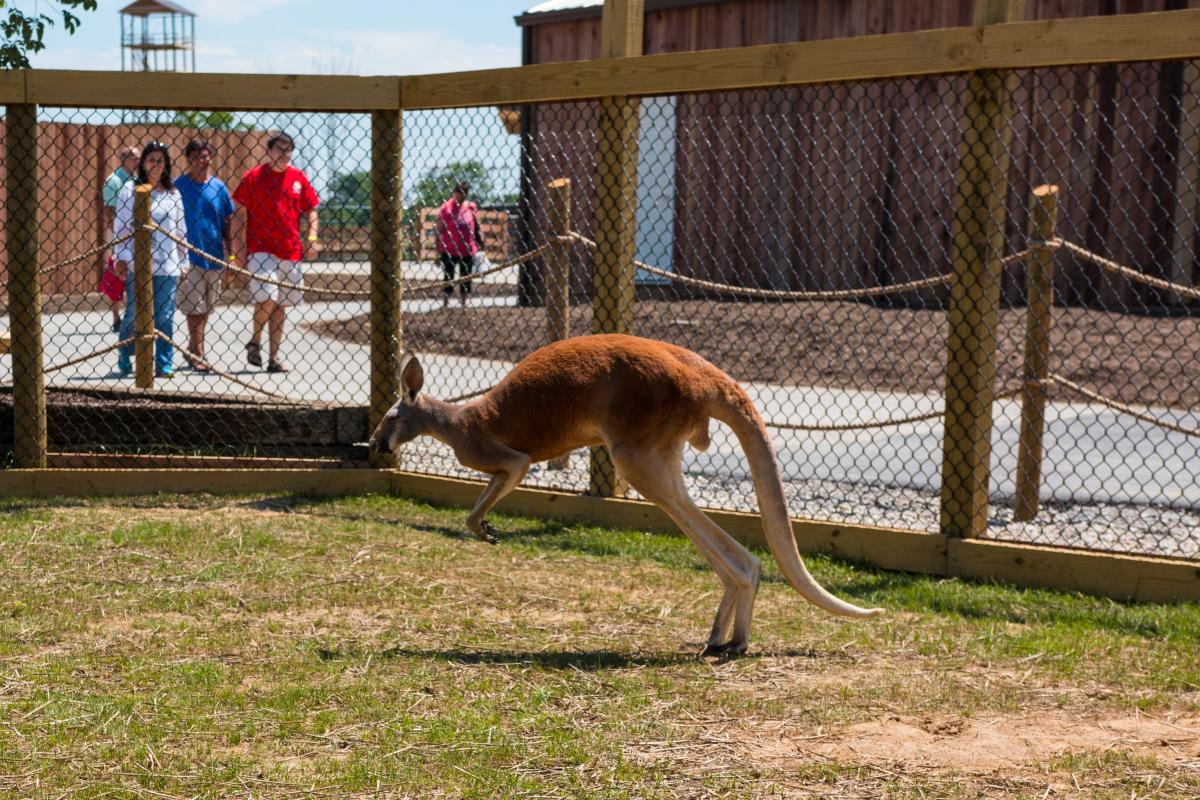 Image is of a kangaroo hoping around in its enclosure.