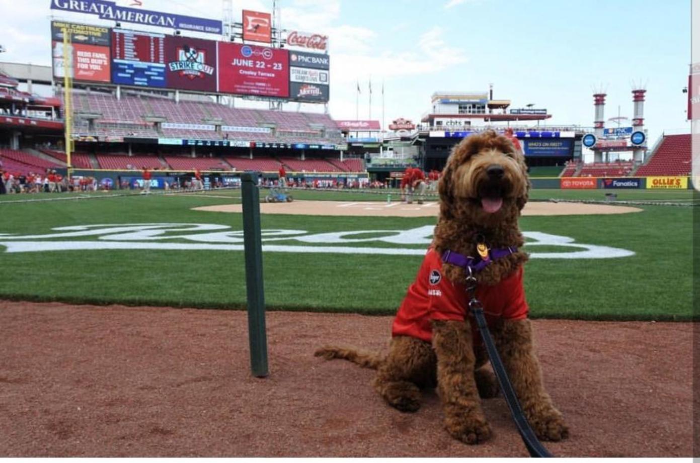 Myrtle at Great American Ball Park (photo: Phil Armstrong)