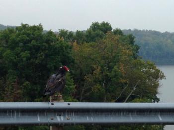 Turkey Vulture (Cathartes aura) Turkey Vulture (Cathartes aura)