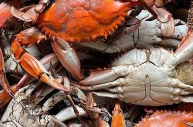 Visit Chesapeake