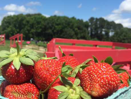 Strawberry Season