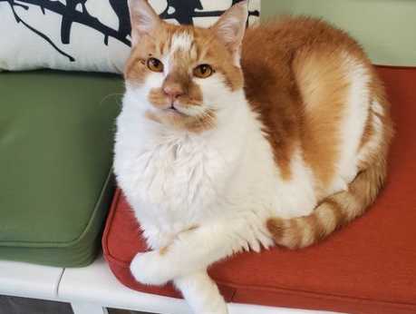 Kitty Kingdom Cat Cafe