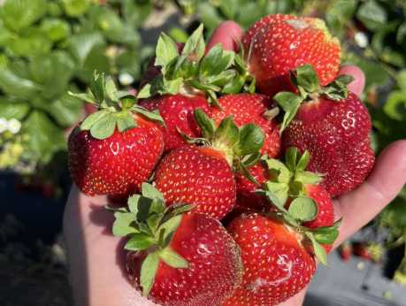 WarrenFarms-Strawberries