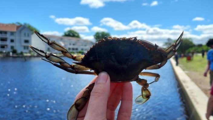 Crabbing in Chesapeake
