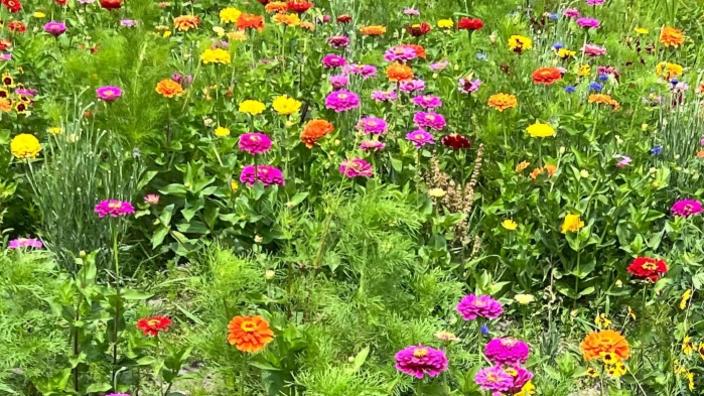 Greenbrier Farms Pick-Your-Own Wildflowers Field