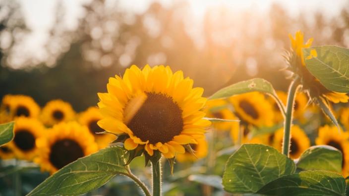 You-Pick Sunflowers at Hickory Ridge Farm