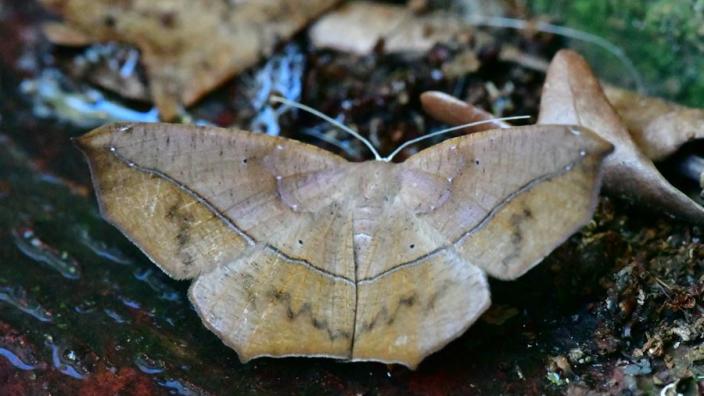 Moth Night With The Butterfly Society of Virginia