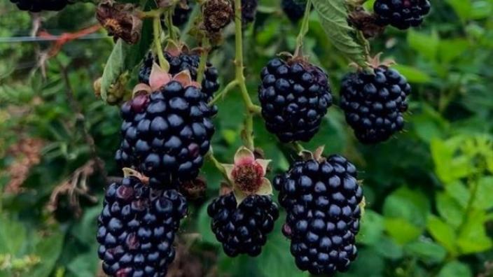 Mount Pleasant Farms Blackberry Picking