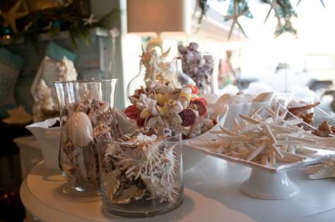 Sea Shells on Display