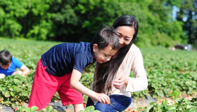 Family Picking Strawberries
