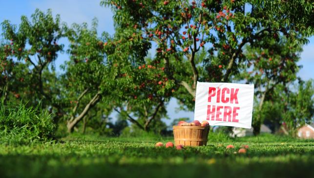 Peach Picking