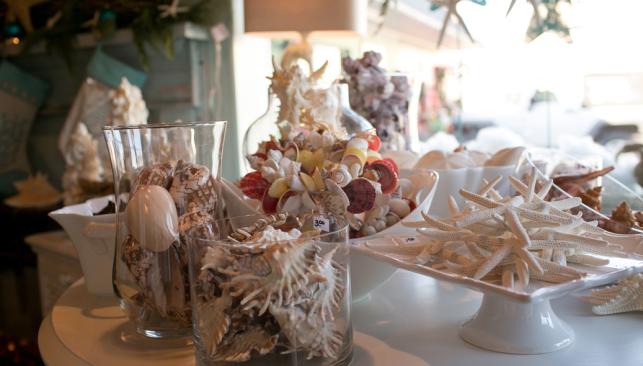 Sea Shells on Display