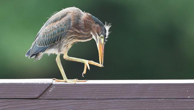 Birding at Lakeside Park Blue Heron