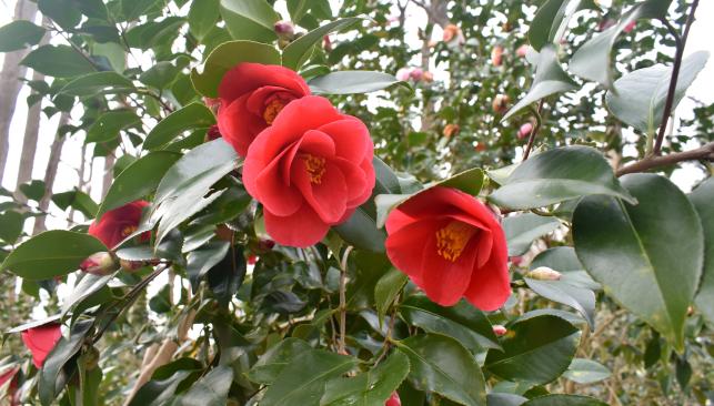 Arboretum Camellia Cove