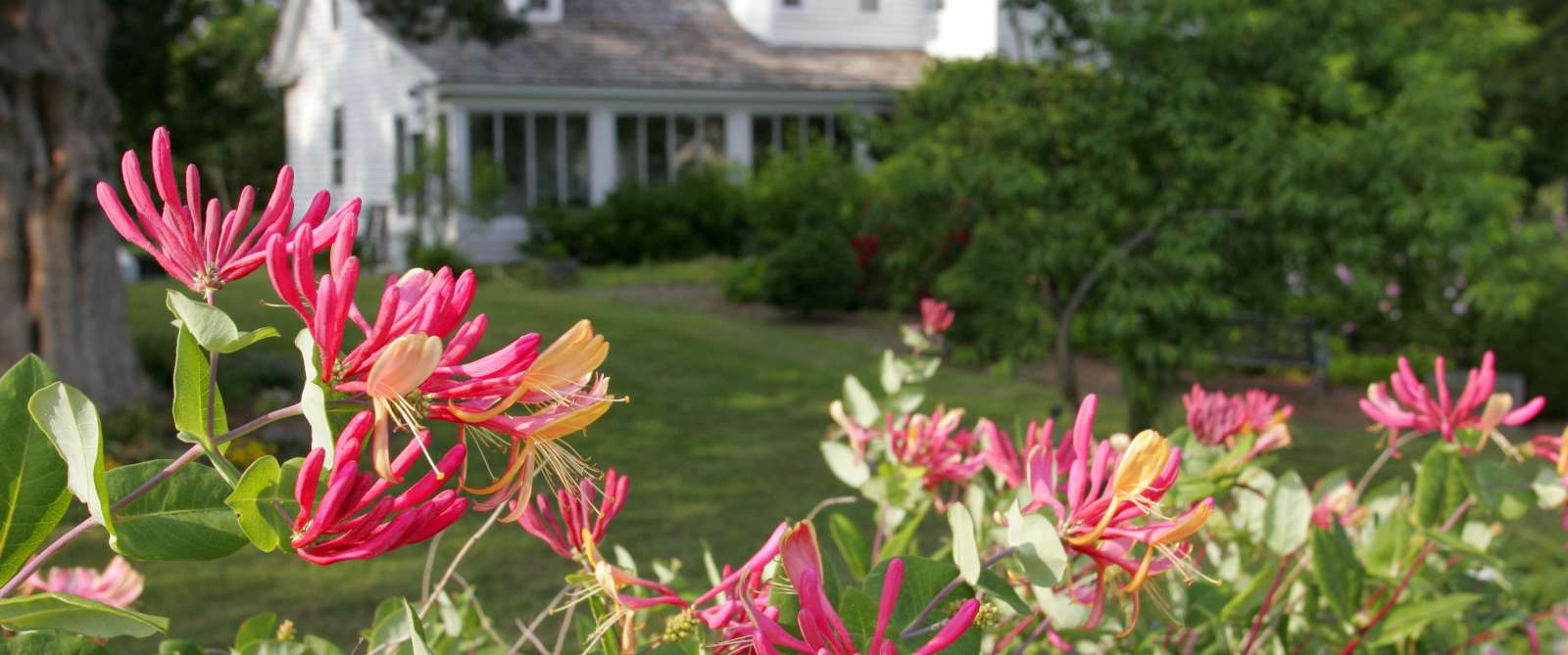 Chesapeake Arboretum Flowers