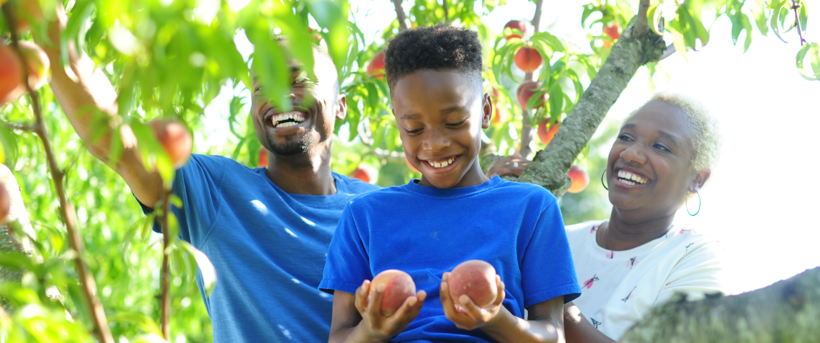 Peach Picking