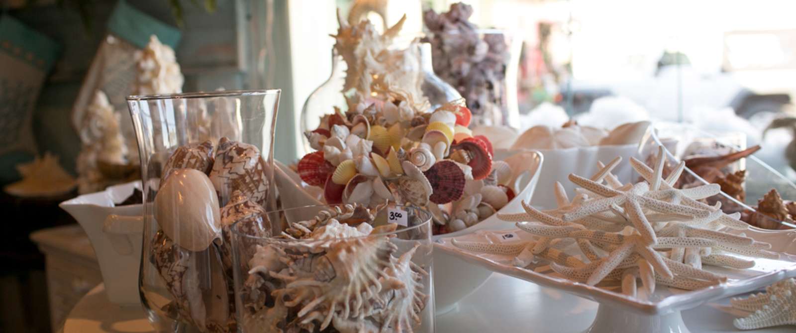 Sea Shells on Display