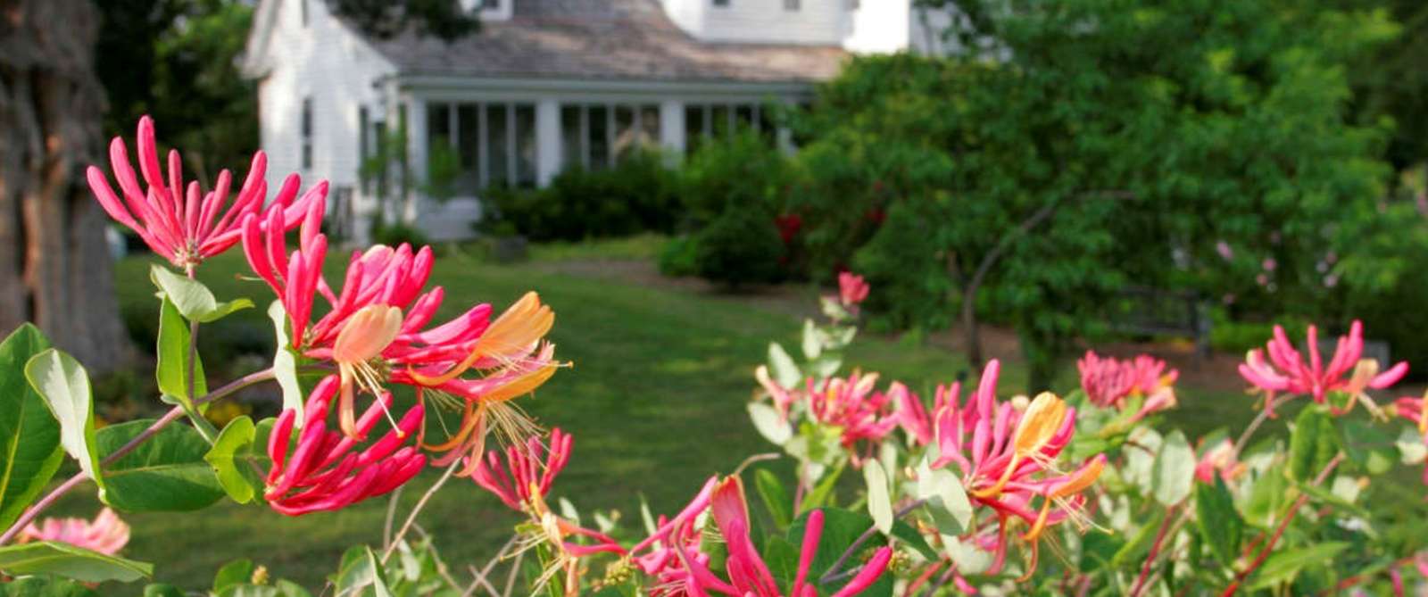 Flowers on the grounds of the Chesapeake Arboretum