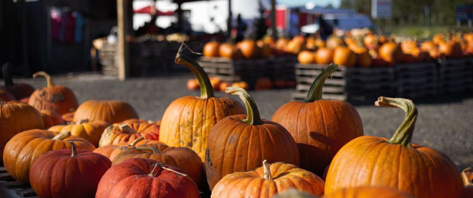 Pumpkins