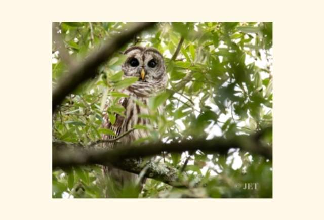 Birdwatching in the Gardens