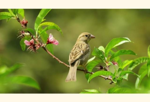 Birdwatching in the Gardens