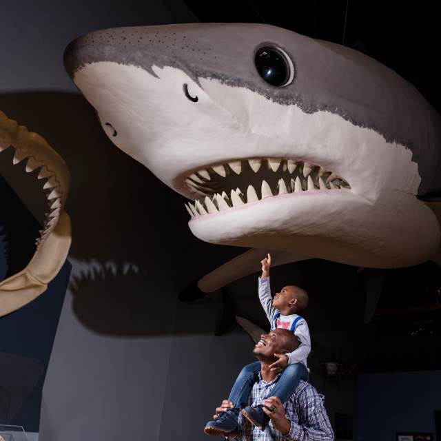 South Carolina State Museum Header