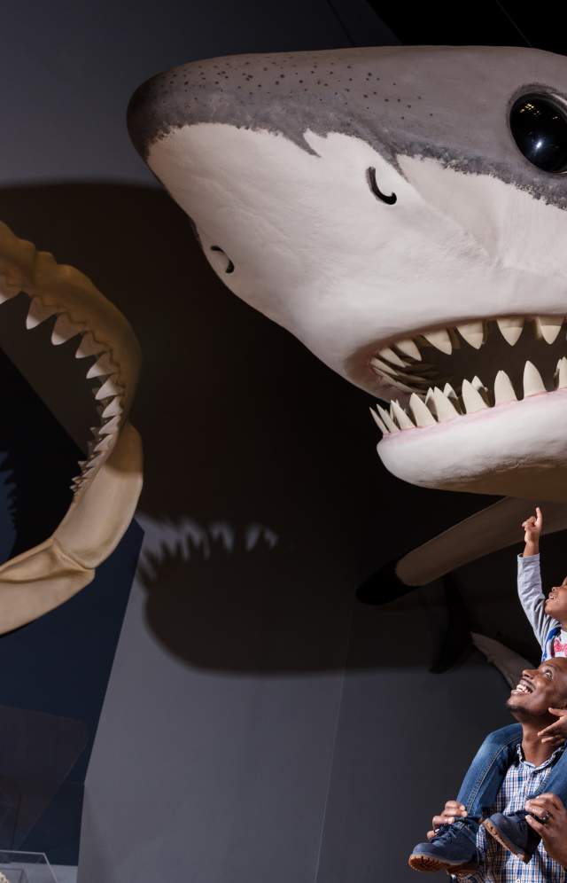 South Carolina State Museum Header