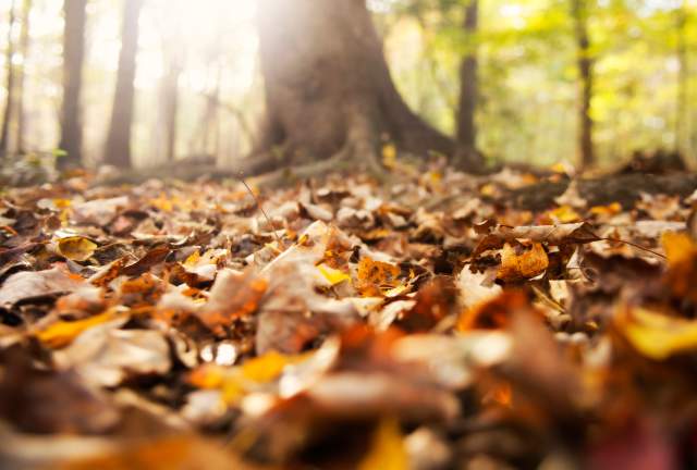 A Guide to Fall in Columbia: Foliage, Farms, and Festivities